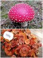 Rote Pilze schonend getrocknet Deko Glückspilze Hüte Kappen Premium Qualität
