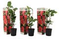 Japanische Rose - 3 Stk - Camellia japonica Lady Campbell - Höhe 25-40cm - ⌀9cm