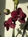 Orchidee Phalaenopsis Wild Cat (schwarze Farbe Seltene Mutation)