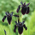 Sale1104 Iris Chrysographes Black Flowers 2 Samen