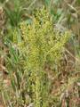 1500++ Samen Seeds Artemisia annua - Einjähriger Beifuß , Quing Hao 