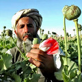 Echter Schlafmohn "Afghan Poppy" ~ 3800 seeds, 1g++ / lat. Papaver Somniferum