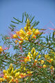 Paradiesvogelbusch - Caesalpinia gilliesii