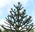 Ernte 2024: 5 Samen Chilenische Araukarie (Araucaria araucana), Schmucktanne