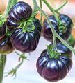 Tomatensamen (7+) alte USA Sorte "Black Beauty" (Schwarze Schönheit),(2024)