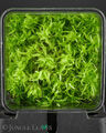 Lebendes Sphagnum (Torfmoos) | winterhart Moor Terrarium Carnivoren Heimchendose