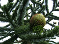 Chilenische Andentanne Araucaria araucana Pflanze 5-10cm Araukarie Schmucktanne