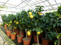 echter Zitronenbaum 70 - 100cm Zitrone Citrus Limon Zitruspflanze Lemon