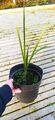 Jubaea chilensis 50–70cm Chilenische Honigpalme winterhart Palme 2-3jähr Pflanze