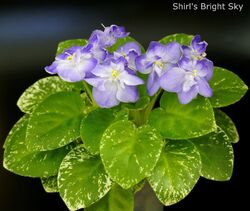 Shirl's Bright Sky 2 Blätter/2 leaves African Violet Usambaraveilchen.