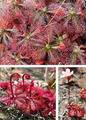 Löwenblatt-Sonnentaus Drosera spatulata fängt Mücken & Fliegen Deko Garten Samen