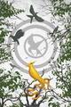 Suzanne Collins The Ballad of Songbirds and Snakes Journal ( (Gebundene Ausgabe)