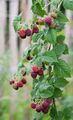 Sommer Himbeere 4 + 1 Große & Kräftige Pflanzen Rote Früchte