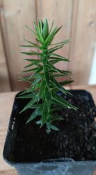 Chilenische Schmucktanne Araucaria araucana Andentanne langs. wachsend immergrün