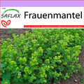 Frauenmantel Saatgut - Alchemilla vulgaris Heilpflanzensamen Heilkräuter Saflax