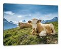 Simmentaler Kühe vor Schweizer Alpen, Leinwandbild