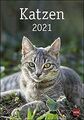 Katzen Kalender 2021 von Heye in Athesia Kalenderve... | Buch | Zustand sehr gut