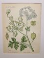 HERACLEUM SPHONDYLIUM 1886 ANTIKE CHROMOLITHOGRAPHIE ILLUSTRATION BOTANIC BLUME