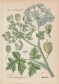 Wiesen-Bärenklau (Heracleum sphondylium) Chromo-Lithografie von 1886