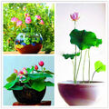 30-90x Samen Lotus Mix Blumensamen handverlesen Wasserpflanzen Wassergarte