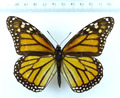 ENTOMOLOGIE, SCHMETTERLING:  DANAUS PLEXIPPUS ♀ TENERIFFA