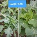 20 Samem Ewiger Kohl  Brassica Oleracea Var. Ramosa Tausendköpfiger Kohl,  