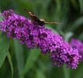 Sommerflieder African Queen 80-100cm - Buddleja