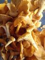 Shitake Pilz Substrat Pilzbrut Pilze selber züchten / Pilzkultur Zimmerpflanzen