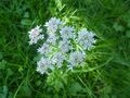 Bärenklau, Wiesen-Bärenklau, Heracleum sphondylium , weiß, 100 Samen