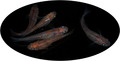 Medaka Eier Reisfische - Acari Tricolor  Oryzias latipes