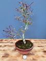 Bonsai Acer Palmatum Deshojo Ahorn Fächerahorn Nr. 4939 Laub abwerfend beliebt