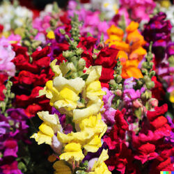 1000 Samen bunte LÖWENMAUL MISCHUNG LÖWENMÄULCHEN hohe Antirrhinum majus