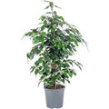 Birkenfeige - Ficus benjamini - Höhe ca. 110 cm, Topf-Ø 21 cm