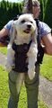 Dog Carrier Hunderucksack als Rucksack zum Tragen von Hunden v. 3kg bis 30kg 