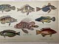 antike Grafik Fauna: buntfarbige Fische Chromolithografie 1900