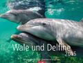 Wale und Delphine 2015 