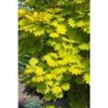 Baumschule Gold - Japanischer Goldahorn Acer shi. Aureum Veredelung 40 - 50