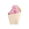 Chic Antique Fleur getrocknete Schneeball Blumen farbig, L60 cm, rosa