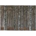 Outdoor Leinwandbilder Birkenwald 50x70cm - Art For The Home