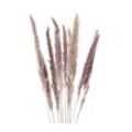 Pampas-Gras, natur, 50–60 cm, 10 Stück