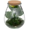 Terrarium Bota Glas - H29 -5 cm Atmosphera Créateur D'intérieur