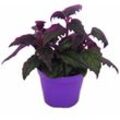 Gynura Purple Passion - Samtblatt - Samtnessel - lilafarbene Pflanze - 9cm