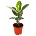 Weissbunter Gummibaum - Ficus elastica 'Tineke' - 17cm Topf