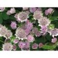 Baumschule Gold - rosa Sterndolde Astrantie Roma zauberhafte Blüten starke Pflanze im 11cm Topf