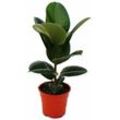 Gummibaum - Ficus elastica 'Robusta' - 17cm Topf