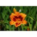 Baumschule Gold - Hemerocallis Bandit Man, Taglilie in orange mit Auge