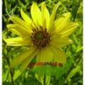 Mehrjährige Sonnenblume Helianthus Lemon Queen zitrone