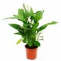 Spathiphyllum 'Cupido', Einblatt - 17cm Topf