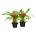 Bromelia Mix, Höhe 40-50 cm, Ø12 cm Topf, 2er Set