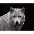 Bild WHITE WOLF (BH 50x40 cm)